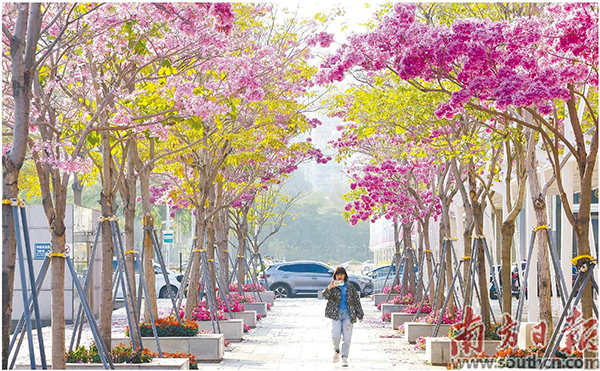 紫花風鈴木.jpg