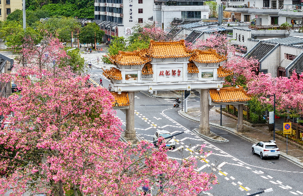 廣州從化啟動首屆絲木棉節
