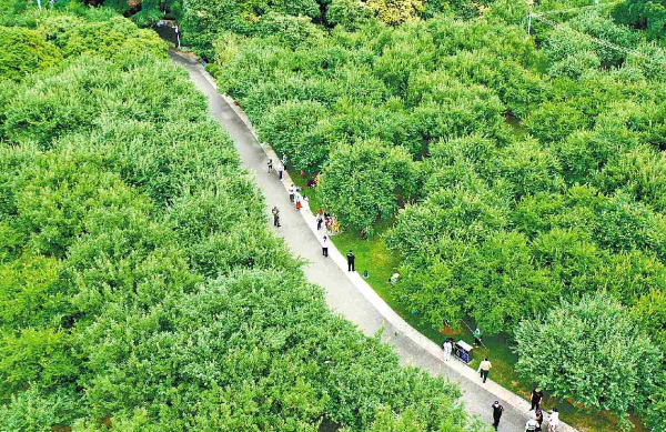 廣州：一樹青梅一城春